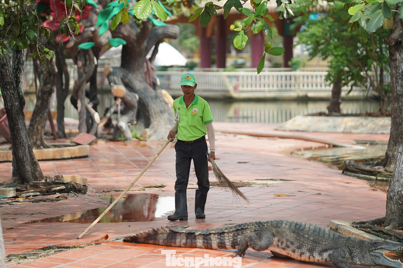 Nhiều du khách hồi hộp khi xem các nhân viên chăm sóc đi lại trong chuồng cá sấu.