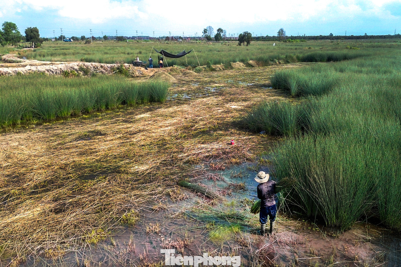 Hơn 30 năm nay, trên những cánh đồng xanh mướt trải dài khắp các nẻo đường của ấp Tràm Lạc, xã Mỹ Hạnh Bắc, huyện Đức Hòa là cánh đồng cỏ bàng mang lại nguồn thu nhập lớn cho người dân nơi đây.