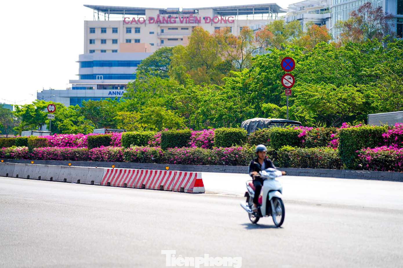Hàng hoa giấy phía trước Công viên phần mềm Quang Trung rợp sắc, được chăm chút gọn gàng.