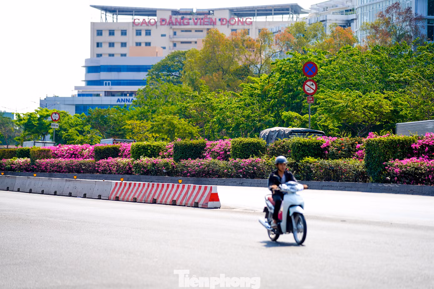 Hàng hoa giấy phía trước Công viên phần mềm Quang Trung rợp sắc, được chăm chút gọn gàng.