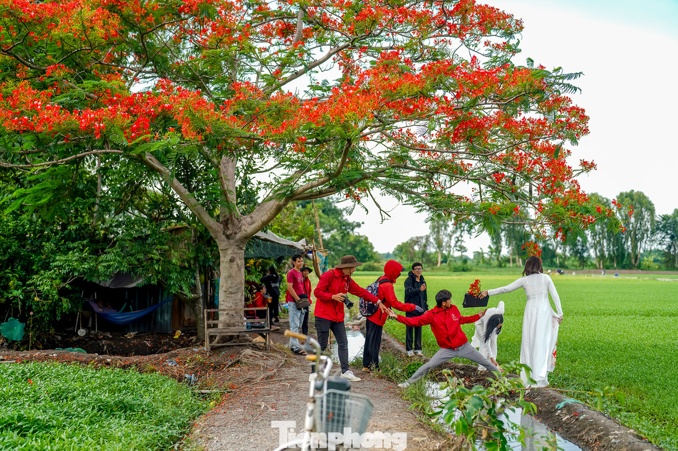 Mỗi ngày, nhất là vào sáng sớm hoặc chiều muộn, khu vực có cây phượng cô đơn trở thành điểm hẹn của các bạn trẻ mê nhiếp ảnh và những “tín đồ sống ảo”.