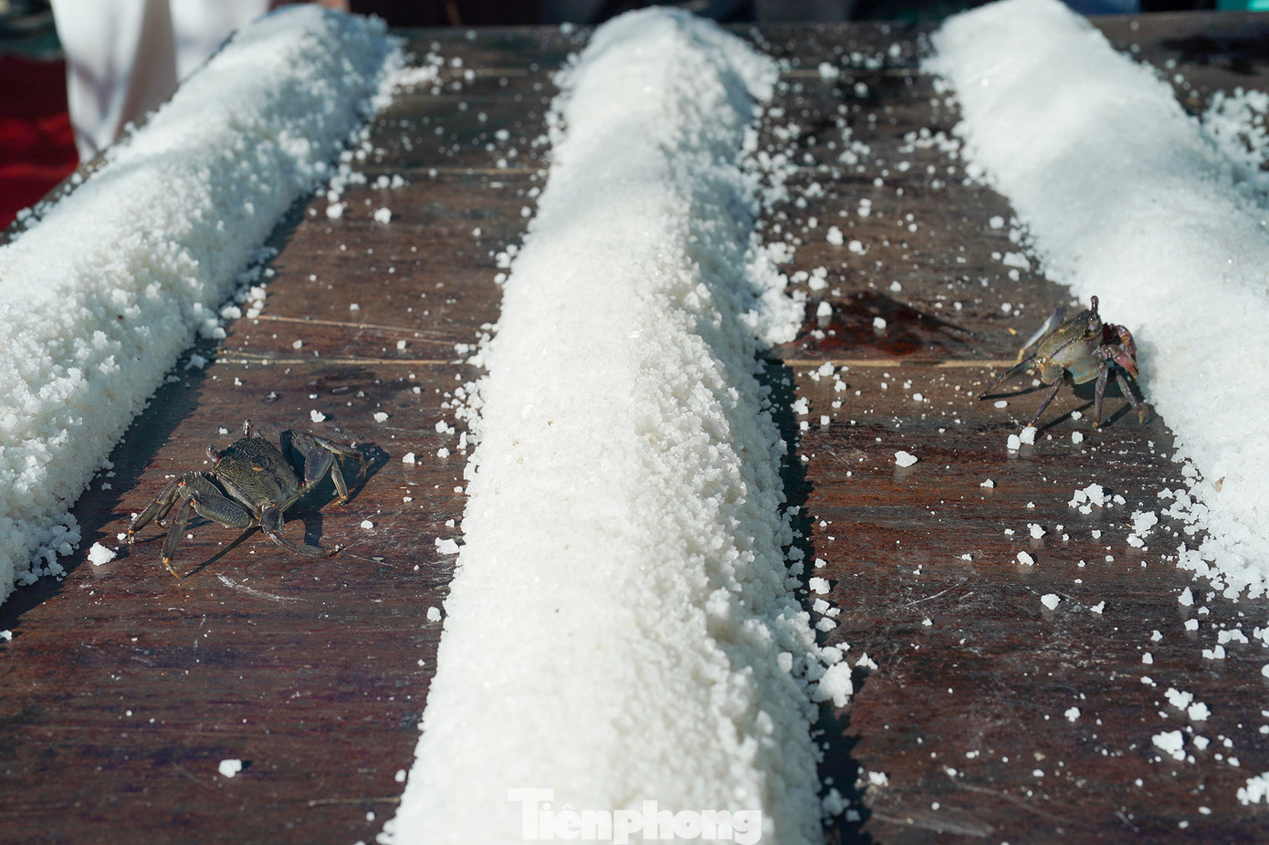 Hộ của chị Bùi Thị Đẹp thì cung cấp cho du khách sự trải nghiệm độc đáo hơn là tham gia đua... bạch tuộc, cúm (một loại cùng họ với cua).