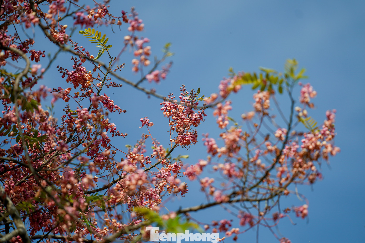 Vẻ yên bình rợp sắc hồng ô môi ở miền quê Long An ảnh 8