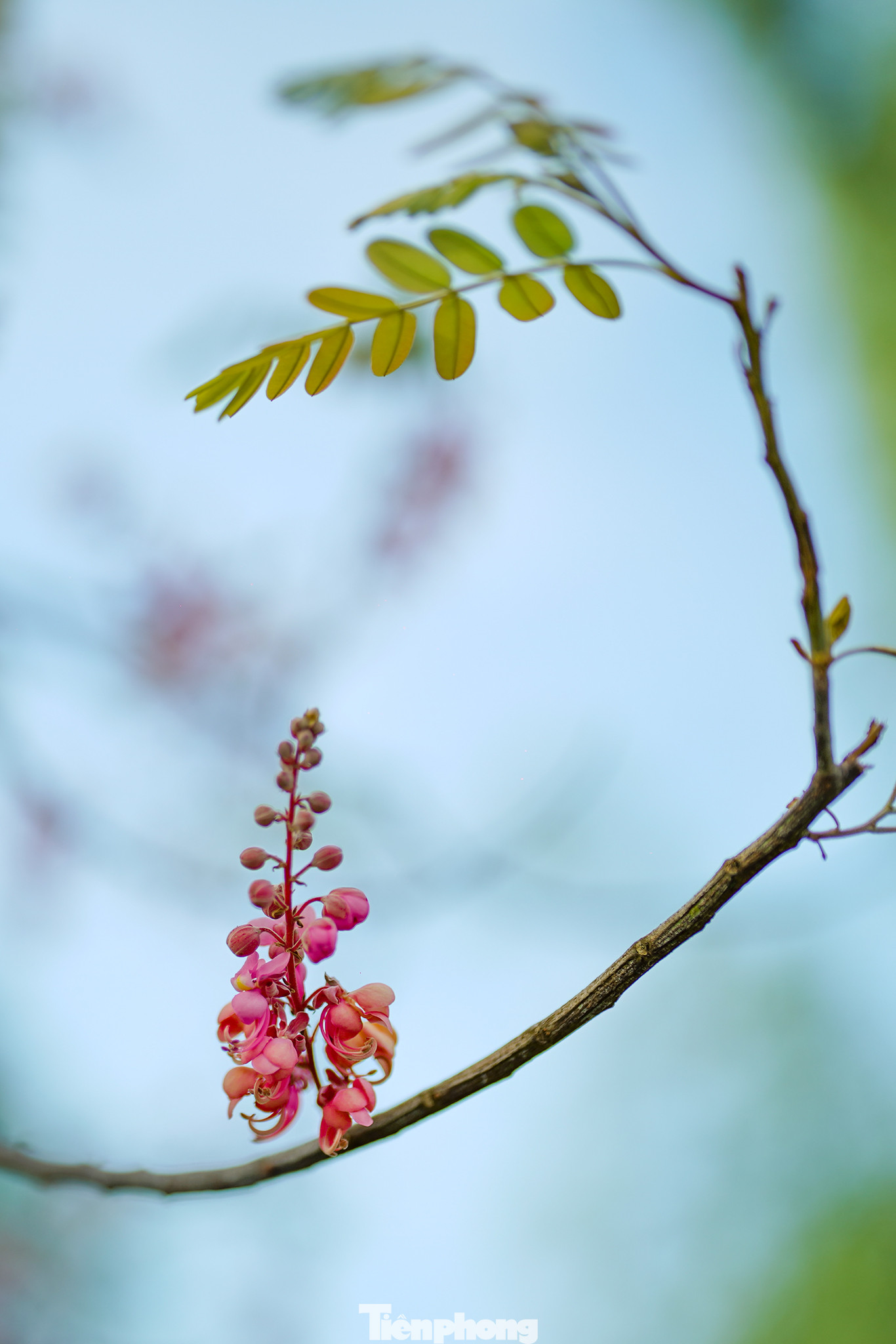 Hoa ô môi thi vị đến mức trở thành chất xúc tác để đi vào thơ ca. Bài “Bông ô môi” của cố soạn giả Viễn Châu, với phần mở đầu lý con sáo nghe da diết: “Bông ô môi, gió cuốn rụng đầy trên sông. Nhìn mây trời mênh mông, kẻ ly hương nay đã quay về, sao trong dạ não nề. Hồi chuông buồn từ xa vẳng đưa, trong khói sương thêm tái tê hồn ta. Ngồi bên bờ nhìn hoa lá rơi, cơn gió đưa theo nước sông buồn trôi…”.