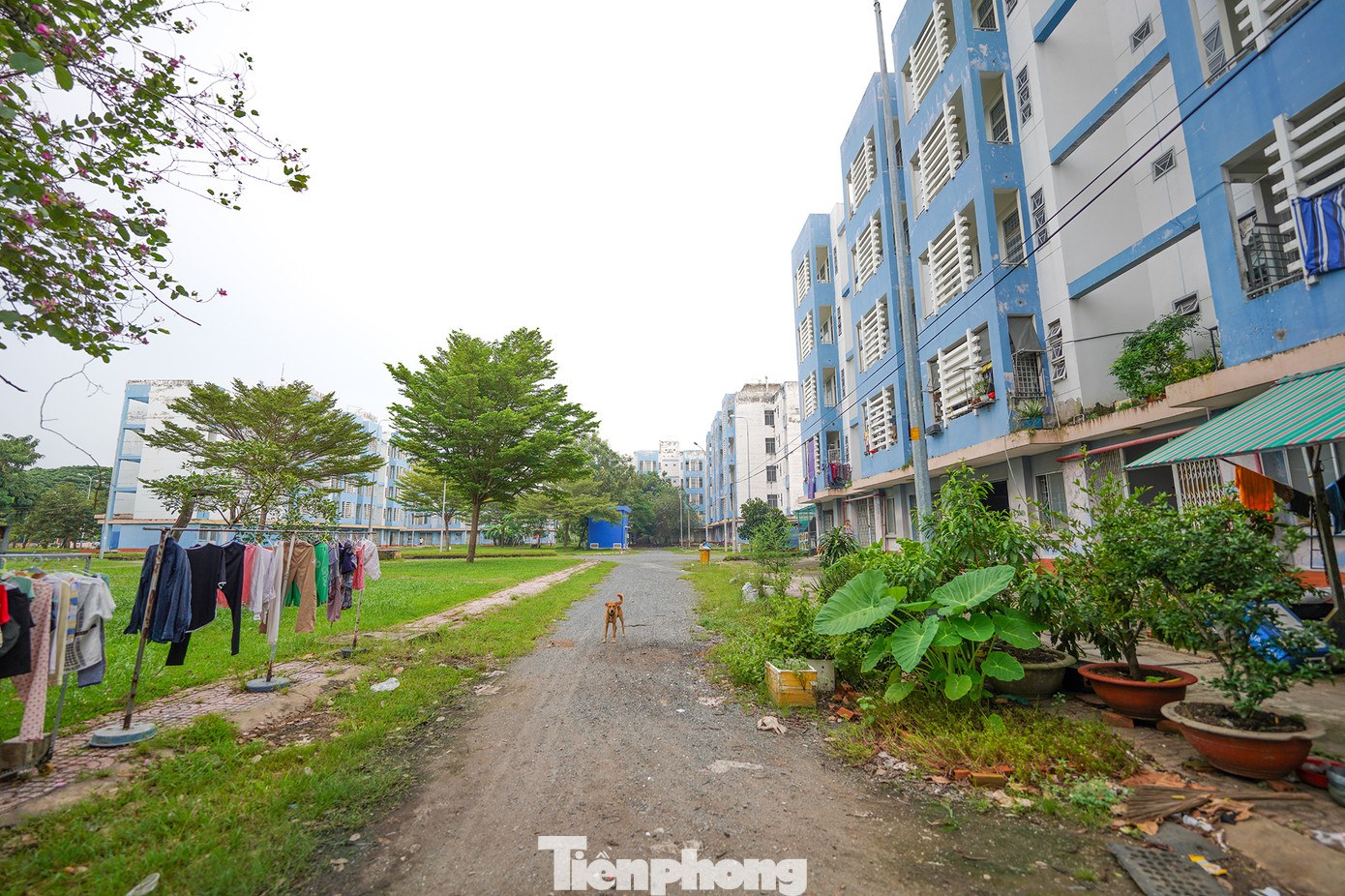 Nhiều người ví von khu tái định cư Vĩnh Lộc B là 'thành phố ma" khi nhiều căn hộ không có người ở hơn 10 năm qua. Từ đầu năm 2022, Thành phố đã quyết định bàn giao những lô chung cư bỏ trống ở khu tái định cư Vĩnh Lộc B cho Trung tâm Quản lý nhà và giám định xây dựng, Sở Xây dựng TPHCM quản lý. Trong ảnh: Lối chính dẫn vào khu A1 chung cư ở thời điểm hiện tại. Theo quan sát, nơi đây chỉ có khoảng chục căn hộ có người ở. Còn lại là những căn hộ im lìm với lớp cửa sắt khoá ngoài.