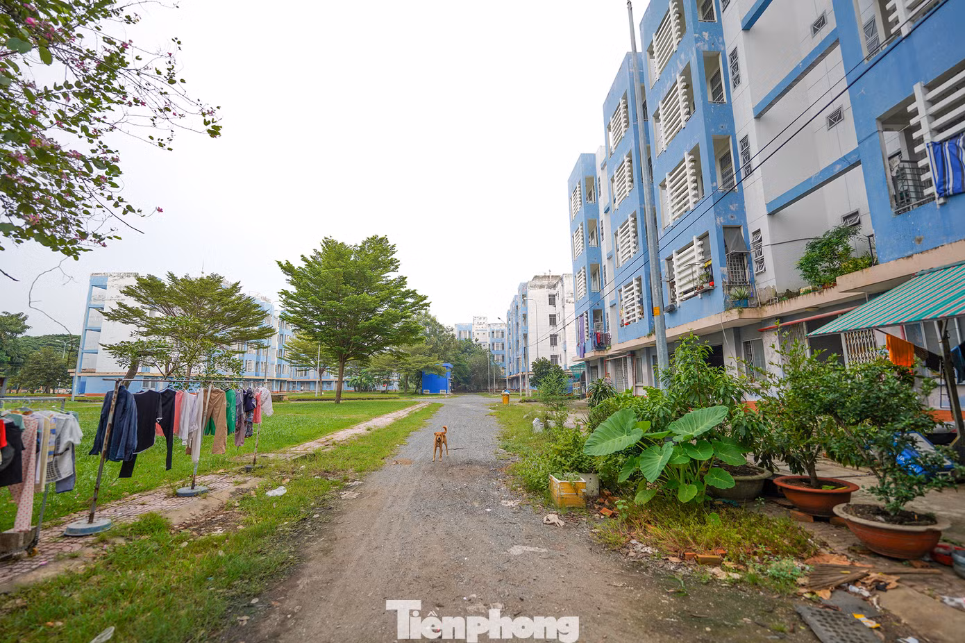 Nhiều người ví von khu tái định cư Vĩnh Lộc B là 'thành phố ma" khi nhiều căn hộ không có người ở hơn 10 năm qua. Từ đầu năm 2022, Thành phố đã quyết định bàn giao những lô chung cư bỏ trống ở khu tái định cư Vĩnh Lộc B cho Trung tâm Quản lý nhà và giám định xây dựng, Sở Xây dựng TPHCM quản lý. Trong ảnh: Lối chính dẫn vào khu A1 chung cư ở thời điểm hiện tại. Theo quan sát, nơi đây chỉ có khoảng chục căn hộ có người ở. Còn lại là những căn hộ im lìm với lớp cửa sắt khoá ngoài.