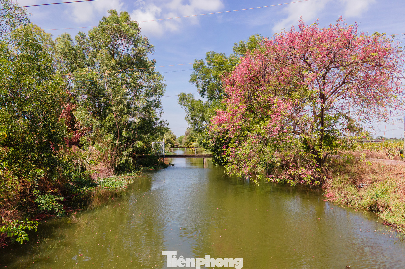 Ô môi, loài cây dân dã, bình dị, đủ gieo thương nhớ cho nhiều người khi vị trái ô môi và màu hoa dịu dàng ấy là một phần của thời thơ ấu.
