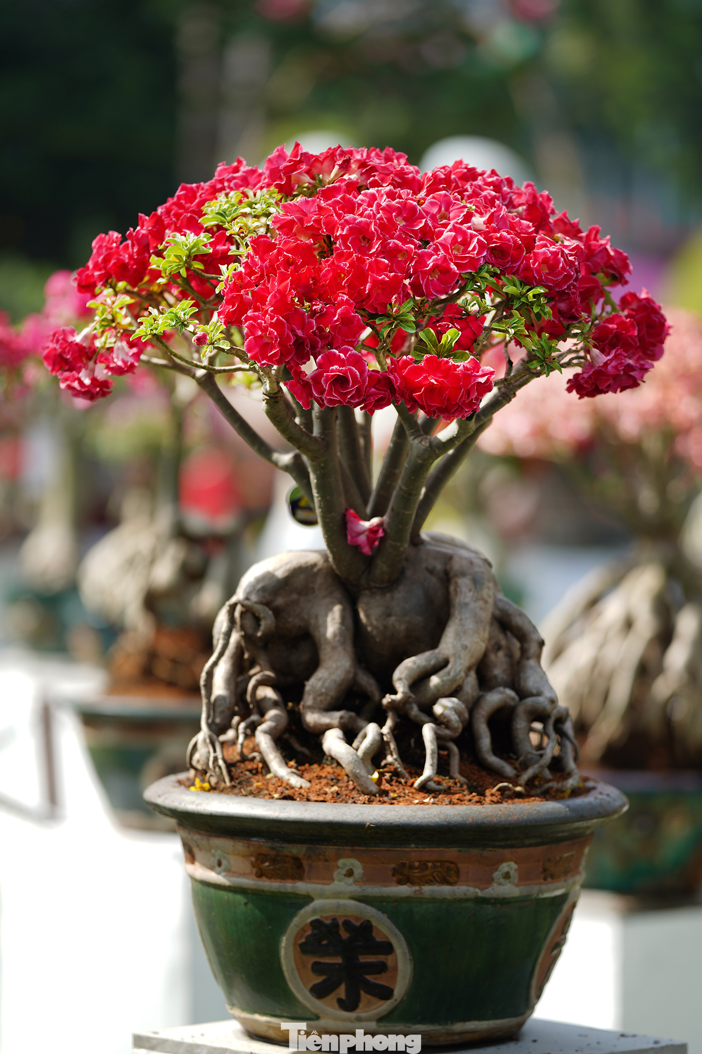 Một chậu hoa sứ giống Bảo Lộc cũng không thua giống Long Thành khi có hình dáng đẹp như hoa hồng. Một chậu hoa sứ giống Bảo Lộc cũng không thua giống Long Thành khi có hình dáng đẹp như hoa hồng.