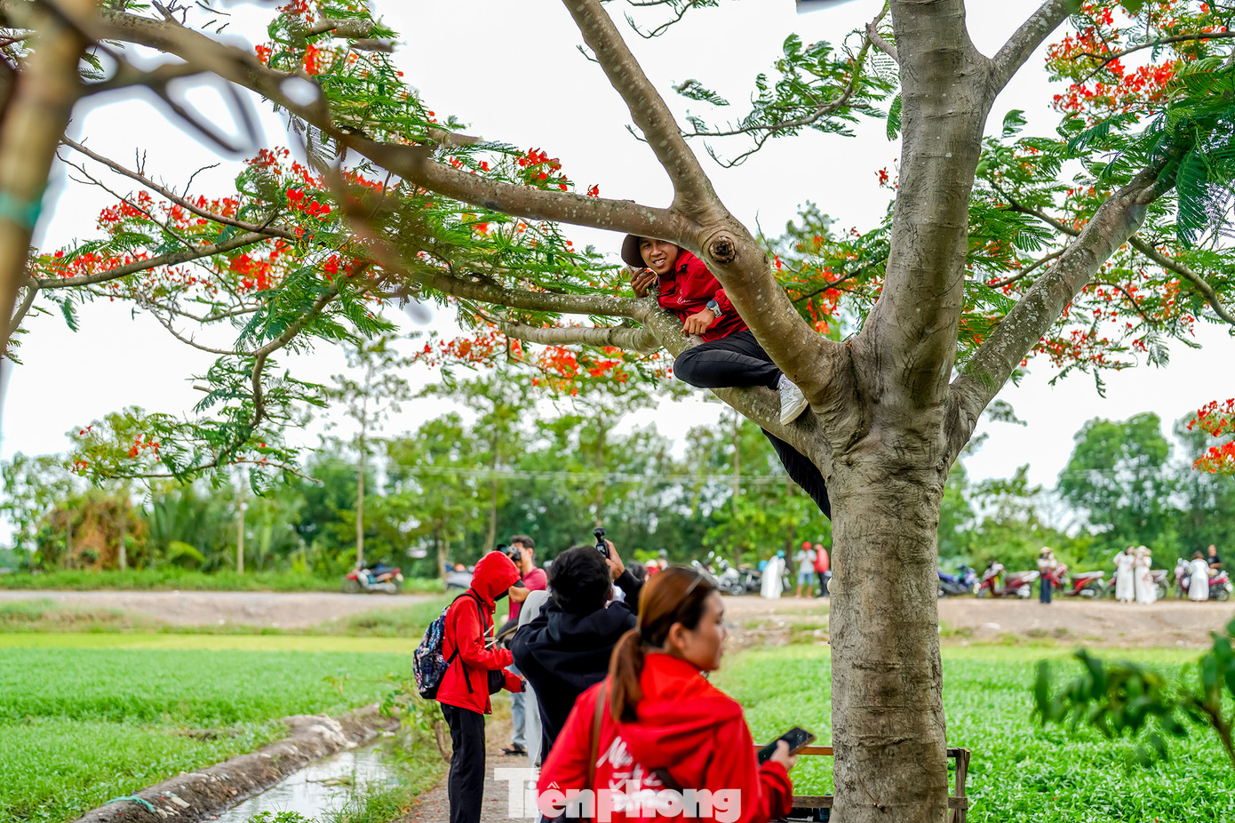 Không chỉ có sinh viên, nhiều nhiếp ảnh gia nghiệp dư cũng tranh thủ đến ghi lại khoảnh khắc chớm hè