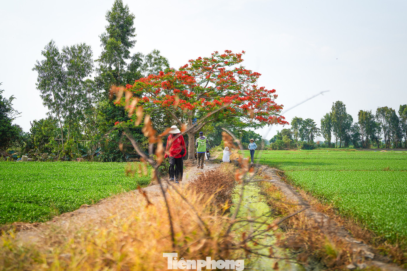 Nhiều bạn trẻ từ tìm đường hoặc thuê xe ôm công nghệ dạng bao trọn ngày để tìm đến cây phượng để chụp ảnh lưu niệm.