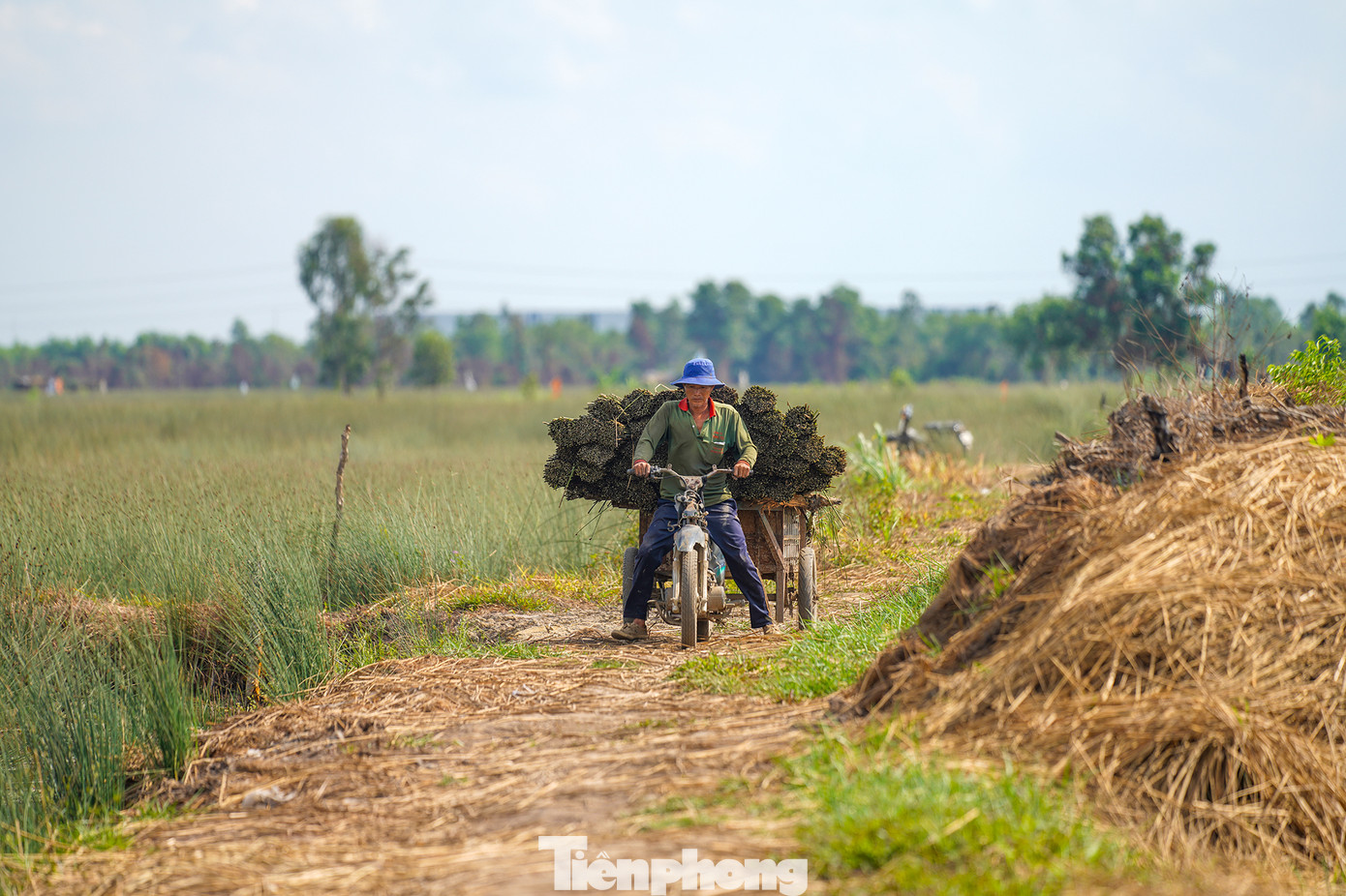 Những năm gần đây, người dân trồng cỏ bàng phấn khởi bởi giá thương lái thu mua tương đối cao. Mỗi năm, người dân thu lãi hàng trăm triệu đồng.