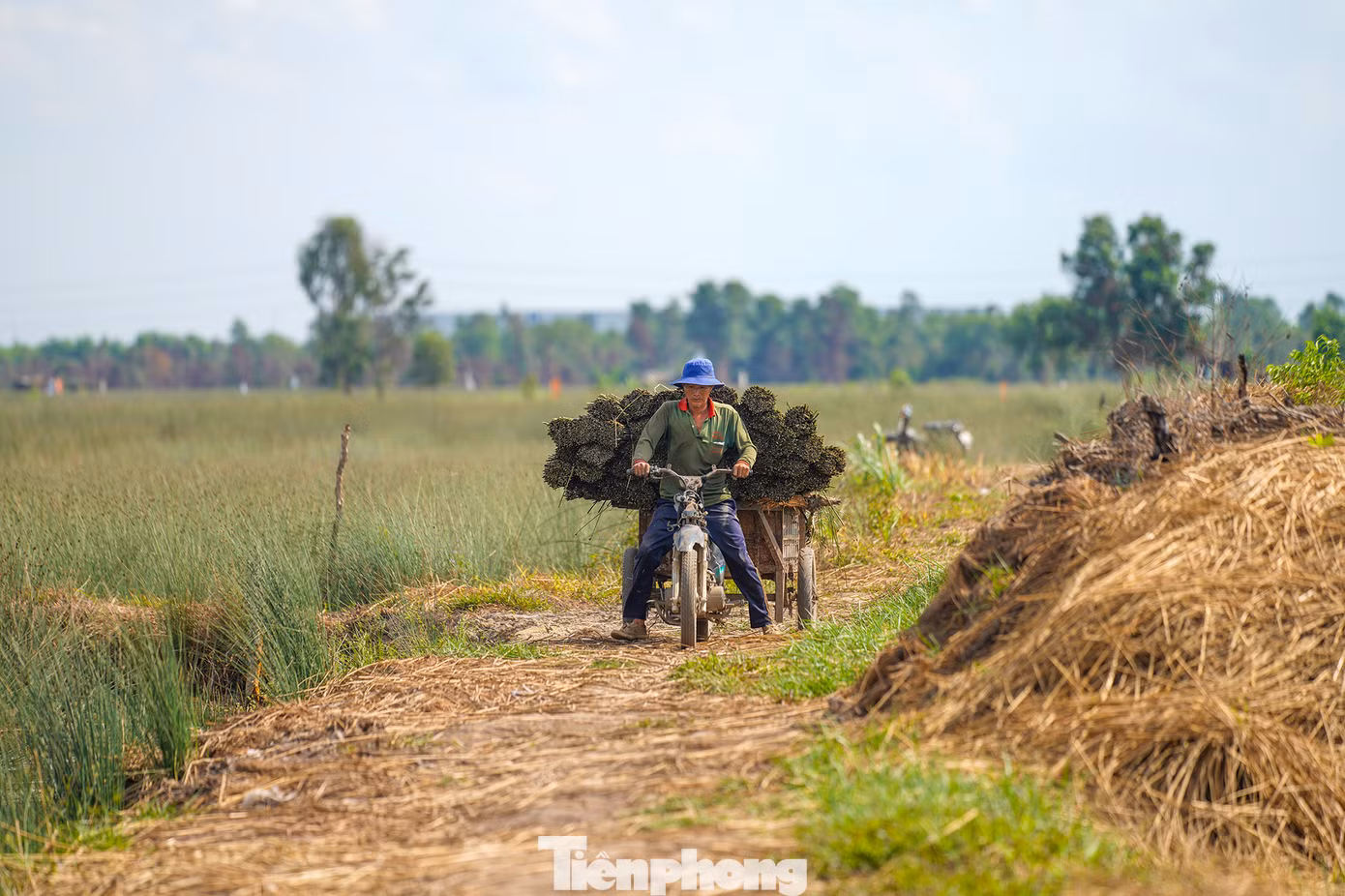Những năm gần đây, người dân trồng cỏ bàng phấn khởi bởi giá thương lái thu mua tương đối cao. Mỗi năm, người dân thu lãi hàng trăm triệu đồng.