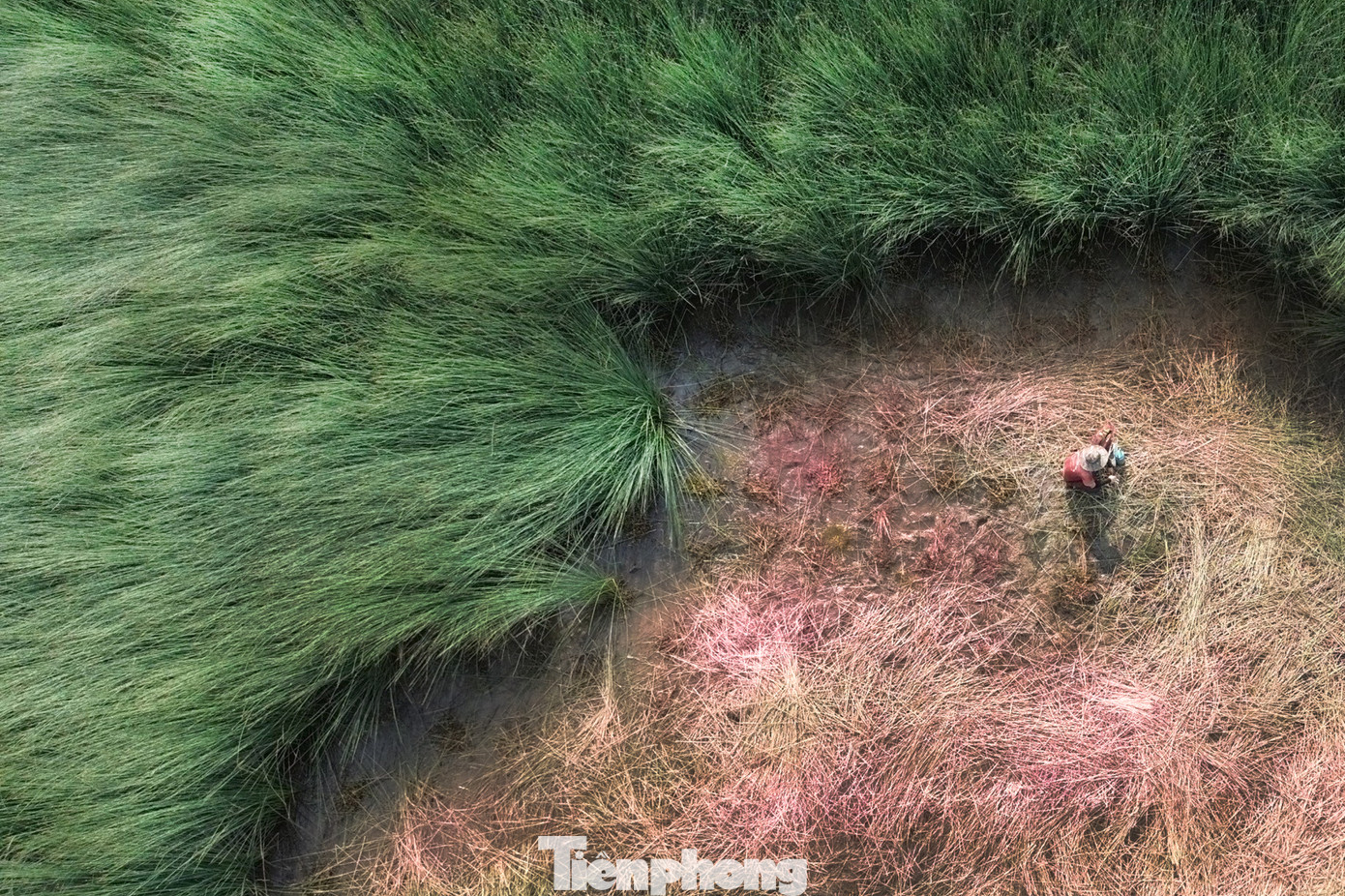 Mọc ở vùng đất ngập nước phèn chua, nhiễm mặn, cỏ bàng thuộc họ cói, có thân thẳng đứng khoảng một mét, trổ bông quanh năm. Cỏ bàng được người dân Long An thu hoạch để làm các sản phẩm thủ công mỹ nghệ, như: đan đệm, làm nón, bao bì, lợp nhà tranh...