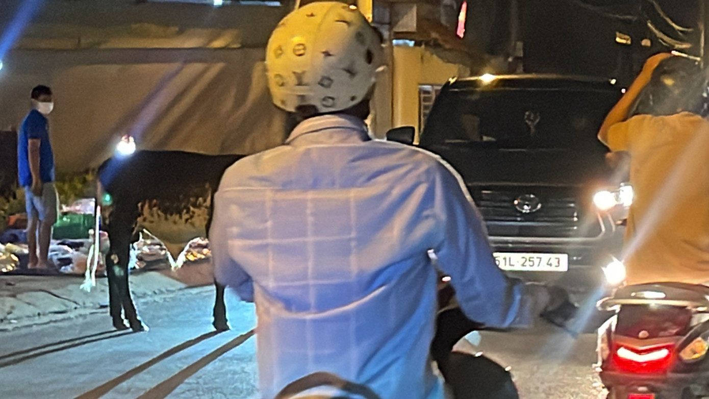 Hình ảnh ghi nhận lúc 19h ngày 14/9. Thời điểm này mật độ lưu thông trên đường khá đông. Nhiều phương tiện gặp khó khăn khi đàn bò ung dung giữa đường và không có người trông coi.