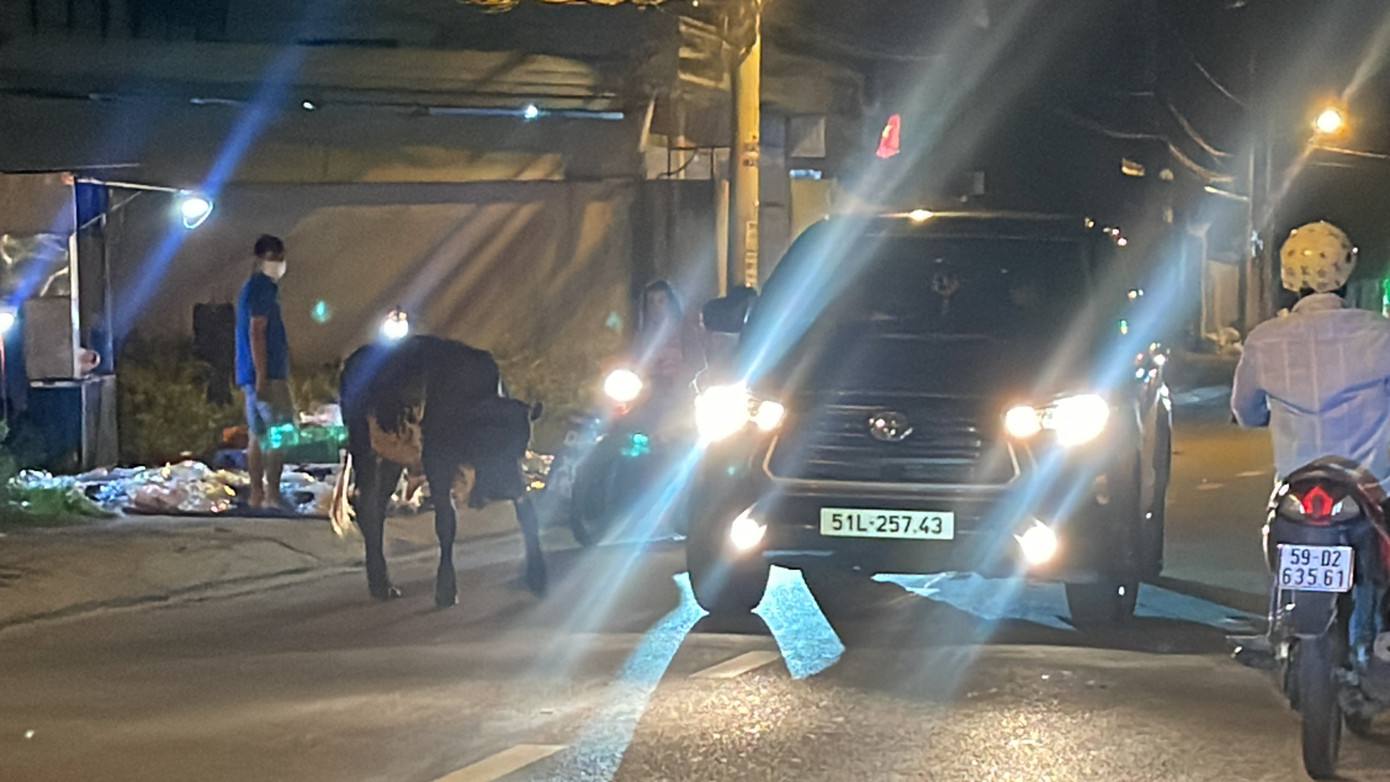 Hình ảnh ghi nhận lúc 19h ngày 14/9. Thời điểm này mật độ lưu thông trên đường khá đông. Nhiều phương tiện gặp khó khăn khi đàn bò ung dung giữa đường và không có người trông coi.