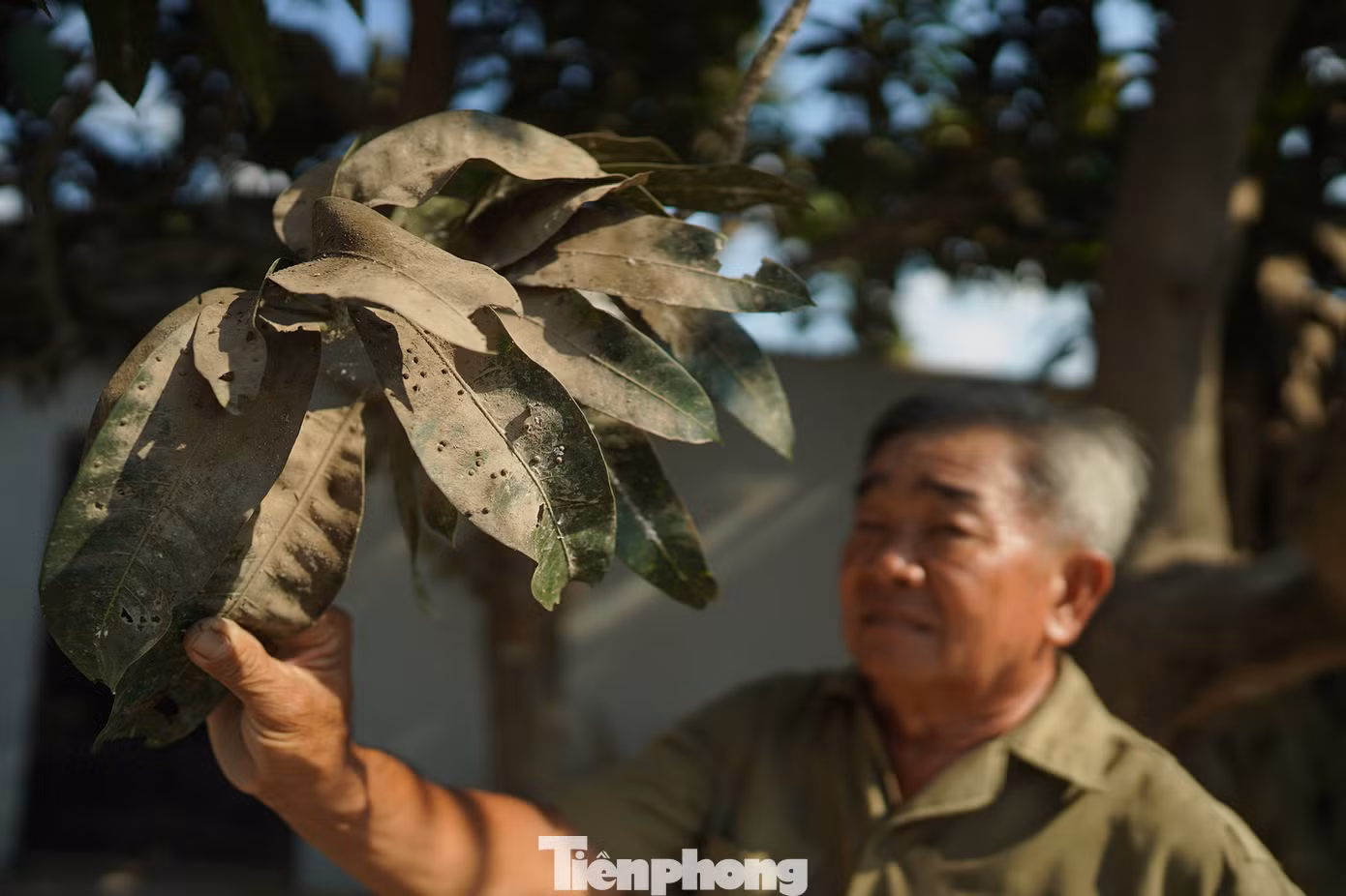 Ông Lê Minh Trân, 68 tuổi, ngụ xã Hựu Thạnh, huyện Đức Hoà chua chát nhìn cành cây xoài không thể phát triển như bình thường. "Chưa bao giờ tôi thấy tình trạng này trong đời từ khi 5 bãi cát và một nhà máy bê tông xuất hiện từ 5 năm trước. Chúng tôi có gửi đơn tới xã, xuống huyện nhưng chỉ nhận lại sự im lặng. Tôi xin quý báo hãy chuyển những hình ảnh này đến cơ quan chức năng, xin hãy cứu người dân ở đây", ông Trân nói giọng uất nghẹn.