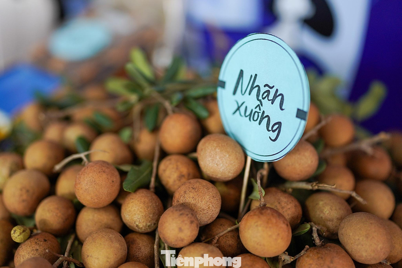 Giống nhãn nổi tiếng của Bình Thuận.