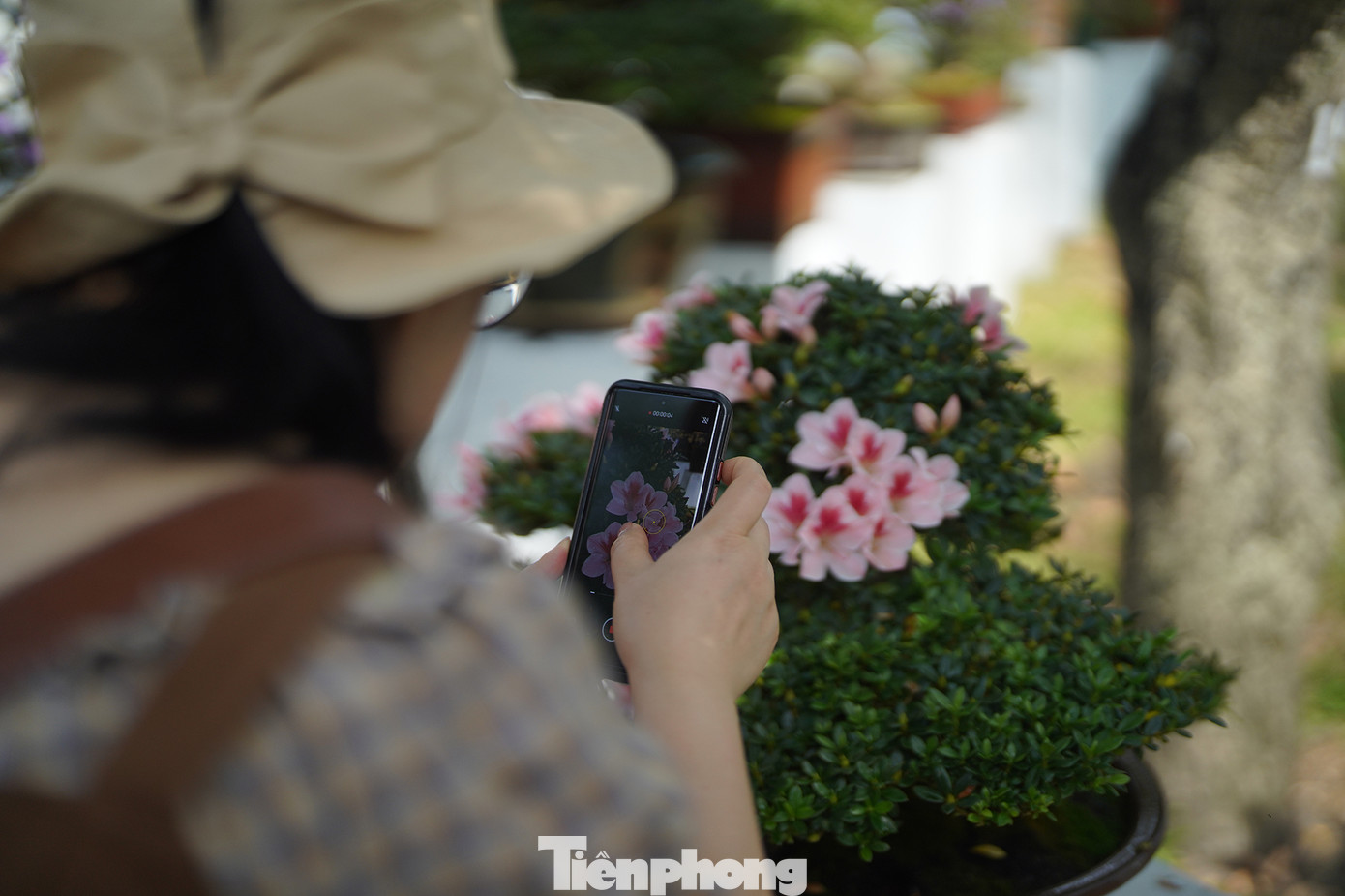 Những giống hoa trang lạ về màu sắc, kiểu dáng thu hút du khách. Những giống hoa trang lạ về màu sắc, kiểu dáng thu hút du khách.