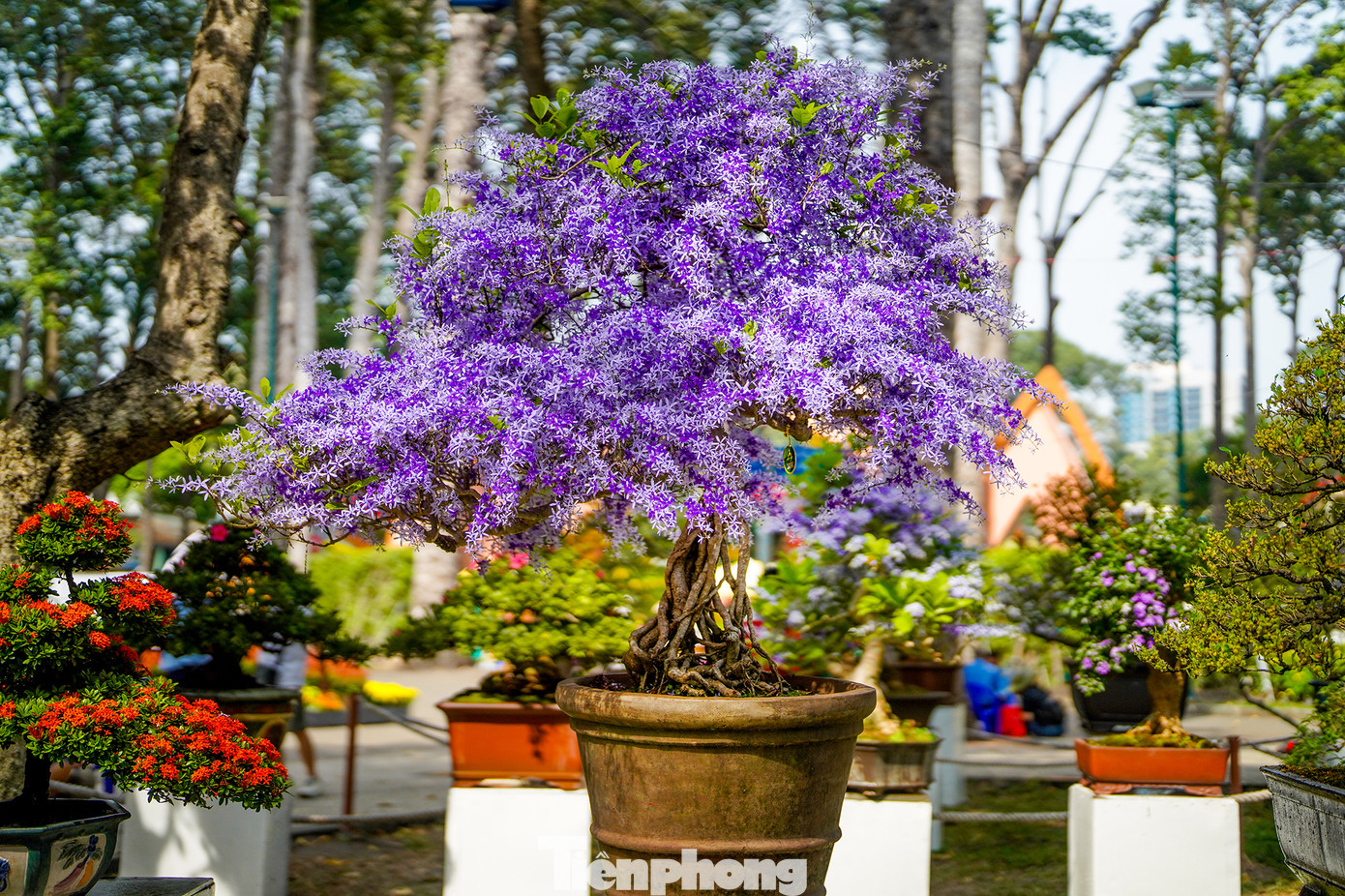 Những giống hoa trang lạ về màu sắc, kiểu dáng thu hút du khách. Những giống hoa trang lạ về màu sắc, kiểu dáng thu hút du khách.