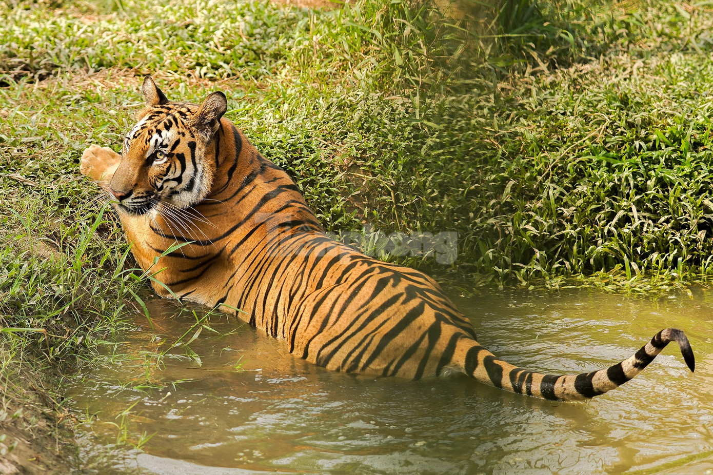 Tại vườn thú Mỹ Quỳnh, các cá thể hổ, sư tử được nuôi nhốt trong môi trường bán hoang dã.