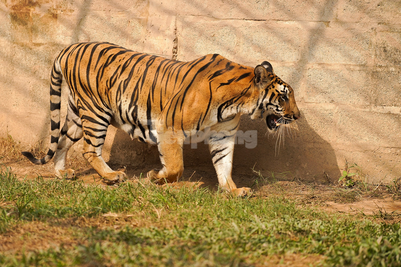 Tại vườn thú Mỹ Quỳnh, các cá thể hổ, sư tử được nuôi nhốt trong môi trường bán hoang dã.