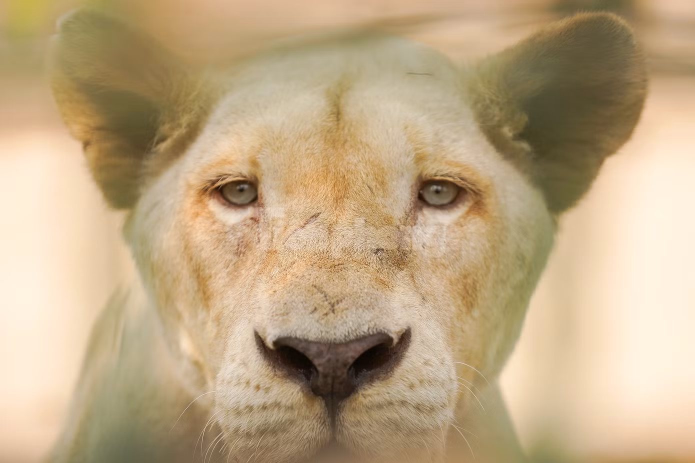 Tại vườn thú Mỹ Quỳnh, các cá thể hổ, sư tử được nuôi nhốt trong môi trường bán hoang dã.