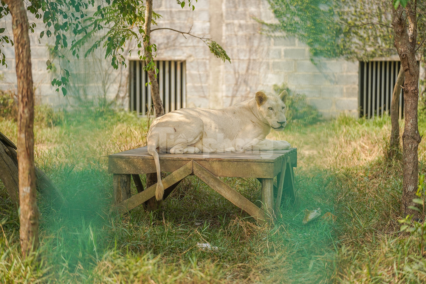 Tại vườn thú Mỹ Quỳnh, các cá thể hổ, sư tử được nuôi nhốt trong môi trường bán hoang dã.