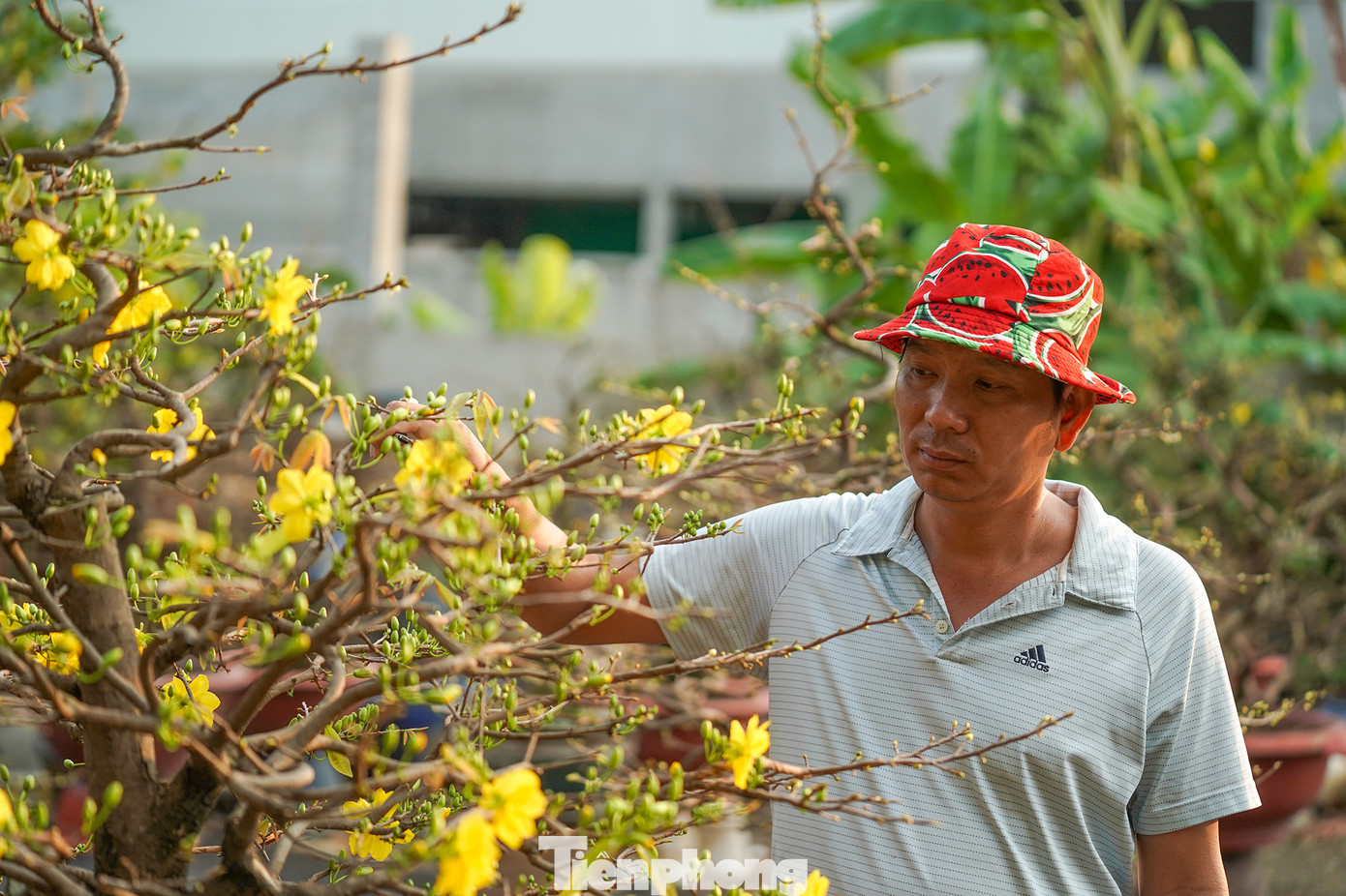 Anh Trọng bên một gốc mai bung nụ vừa đúng dịp Tết. Theo anh thì gốc mai này vẫn bung nụ, nở hoa "hơi sớm". Anh Trọng bên một gốc mai bung nụ vừa đúng dịp Tết. Theo anh thì gốc mai này vẫn bung nụ, nở hoa "hơi sớm".