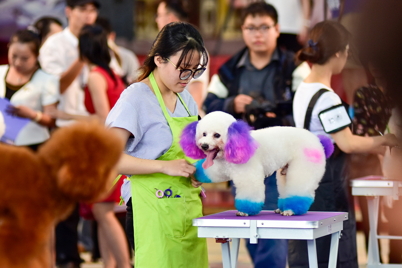 Ngày hội dự kiến thu hút sự tham gia của nhiều chủ thú cưng. Ngày hội dự kiến thu hút sự tham gia của nhiều chủ thú cưng.