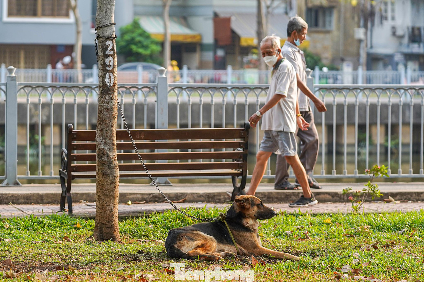 "Nhiều người mang thú nuôi ra đây cột, tắm nắng mà không cạnh bên trông giữ, đi ngang sợ lắm", ông Lê Văn Tài, ngụ phường 2, Phú Nhuận cho biết. "Nhiều người mang thú nuôi ra đây cột, tắm nắng mà không cạnh bên trông giữ, đi ngang sợ lắm", ông Lê Văn Tài, ngụ phường 2, Phú Nhuận cho biết.