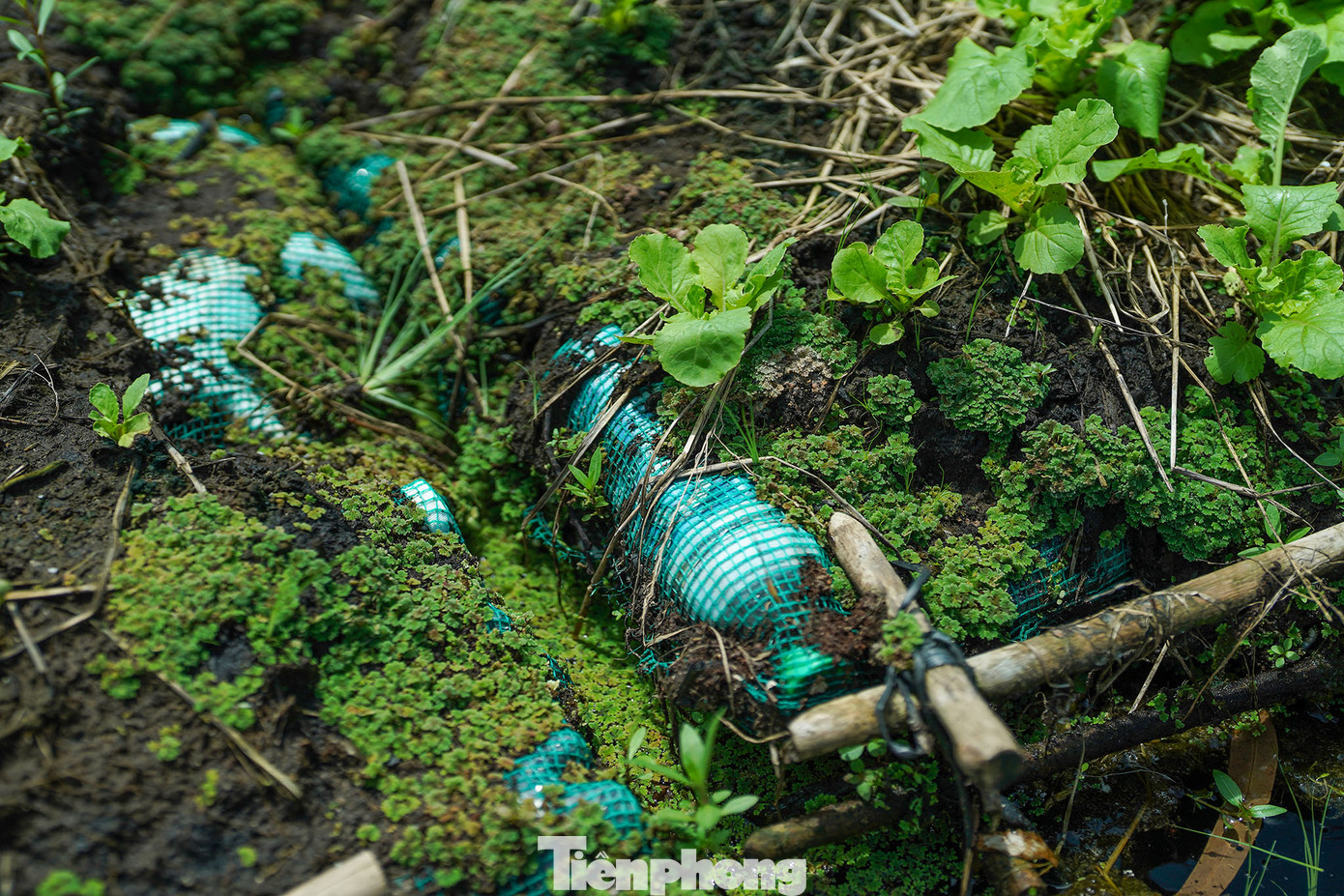Màu xanh phủ trên các bè nổi làm bằng vỏ chai nhựa. Màu xanh phủ trên các bè nổi làm bằng vỏ chai nhựa.