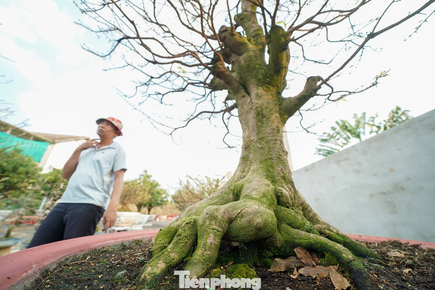 Vườn mai của anh Trọng hiện có khoảng 300 chậu mai, cây "khủng" nhất có giá bán 350 triệu đồng. Vườn mai của anh Trọng hiện có khoảng 300 chậu mai, cây "khủng" nhất có giá bán 350 triệu đồng.