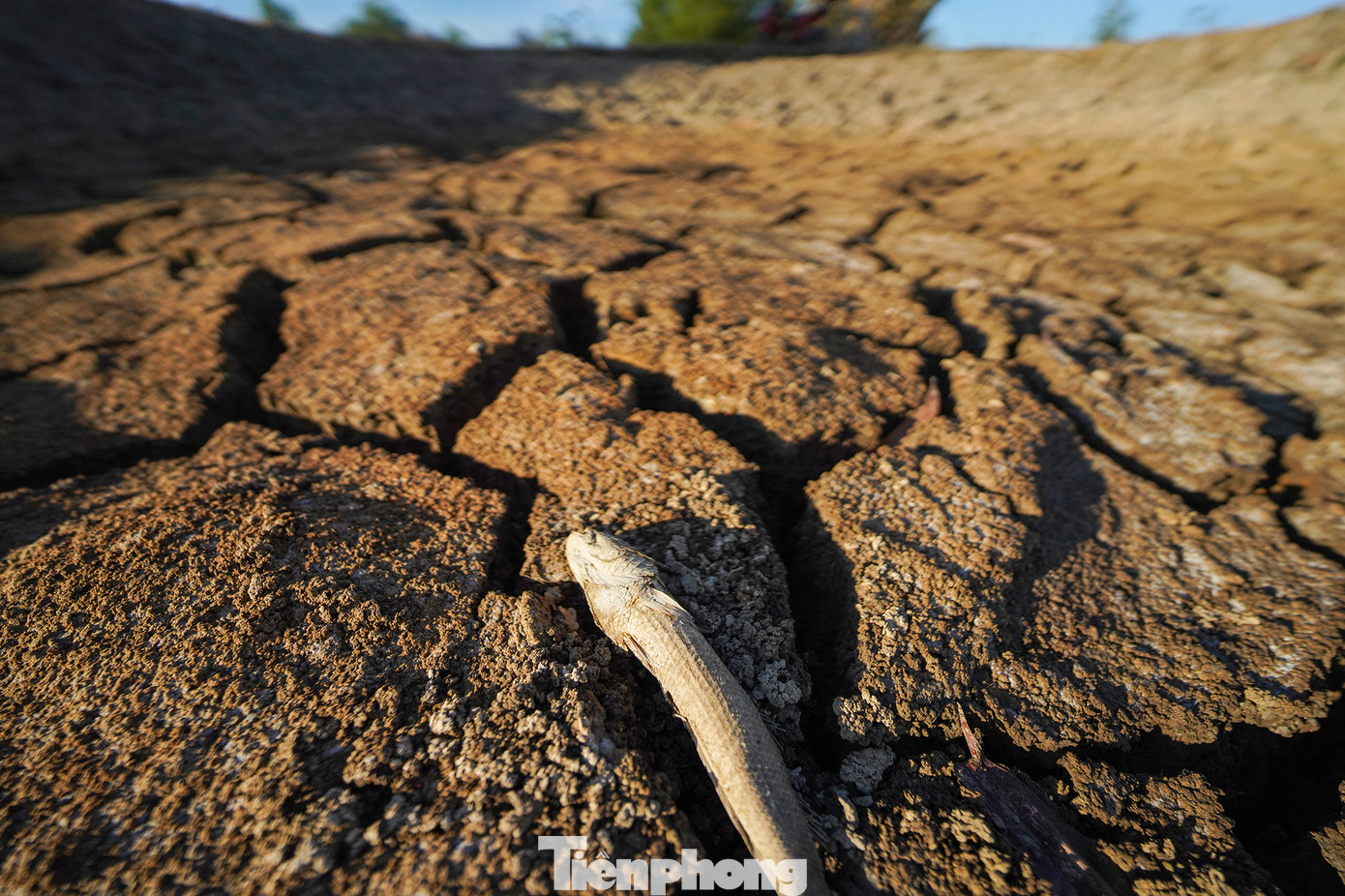 Theo dự báo của Trung tâm Dự báo Khí tượng Thủy văn Quốc gia: Trong khoảng từ ngày 10 - 20/4, dự báo phạm vi ranh mặn 4‰ trên sông Vàm Cỏ Đông, Vàm Cỏ Tây từ 90 -110km. Các đợt xâm nhập mặn tăng cao ở khu vực Nam Bộ có khả năng tập trung trong tháng 4 - 5/2024 (từ 22-28/4 và từ ngày 07 - 11/5). Hình ảnh cá chết khô khiến ai cũng phải rợn người hình dung đến sự khốc liệt của người dân nơi vùng "rốn" hạn mặn. Theo dự báo của Trung tâm Dự báo Khí tượng Thủy văn Quốc gia: Trong khoảng từ ngày 10 - 20/4, dự báo phạm vi ranh mặn 4‰ trên sông Vàm Cỏ Đông, Vàm Cỏ Tây từ 90 -110km. Các đợt xâm nhập mặn tăng cao ở khu vực Nam Bộ có khả năng tập trung trong tháng 4 - 5/2024 (từ 22-28/4 và từ ngày 07 - 11/5). Hình ảnh cá chết khô khiến ai cũng phải rợn người hình dung đến sự khốc liệt của người dân nơi vùng "rốn" hạn mặn.