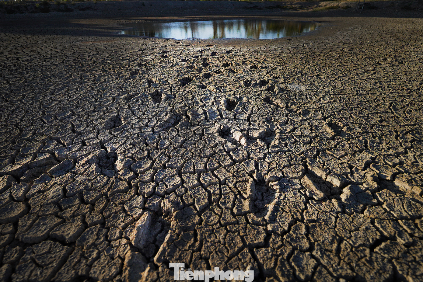 Những dấu chân cuối cùng lưu lại nơi đáy ao. Thông tin từ UBND huyện Cần Giuộc, tình hình thiếu nước tại các xã vùng hạ rất nghiêm trọng do nguồn nước cấp chính từ nước mặt do Công ty Cổ phần nước Biwase Long An không đáp ứng nhu cầu sử dụng. Để hỗ trợ người dân vùng hạ thiếu nước có nước sử dụng, từ ngày 20/3/2024 UBND các xã cùng với Công ty Cổ phần cấp nước Bằng Tâm và Công ty TNHH MTV Nước sạch Cần Giuộc đã tổ chức cấp nước đến một số khu vực thiếu nước nhưng chưa đáp ứng nhu cầu do phương tiện cấp nước không đi vào các khu vực xa, đường nông thôn nhỏ được (do xe có tải trọng lớn). Những dấu chân cuối cùng lưu lại nơi đáy ao. Thông tin từ UBND huyện Cần Giuộc, tình hình thiếu nước tại các xã vùng hạ rất nghiêm trọng do nguồn nước cấp chính từ nước mặt do Công ty Cổ phần nước Biwase Long An không đáp ứng nhu cầu sử dụng. Để hỗ trợ người dân vùng hạ thiếu nước có nước sử dụng, từ ngày 20/3/2024 UBND các xã cùng với Công ty Cổ phần cấp nước Bằng Tâm và Công ty TNHH MTV Nước sạch Cần Giuộc đã tổ chức cấp nước đến một số khu vực thiếu nước nhưng chưa đáp ứng nhu cầu do phương tiện cấp nước không đi vào các khu vực xa, đường nông thôn nhỏ được (do xe có tải trọng lớn).