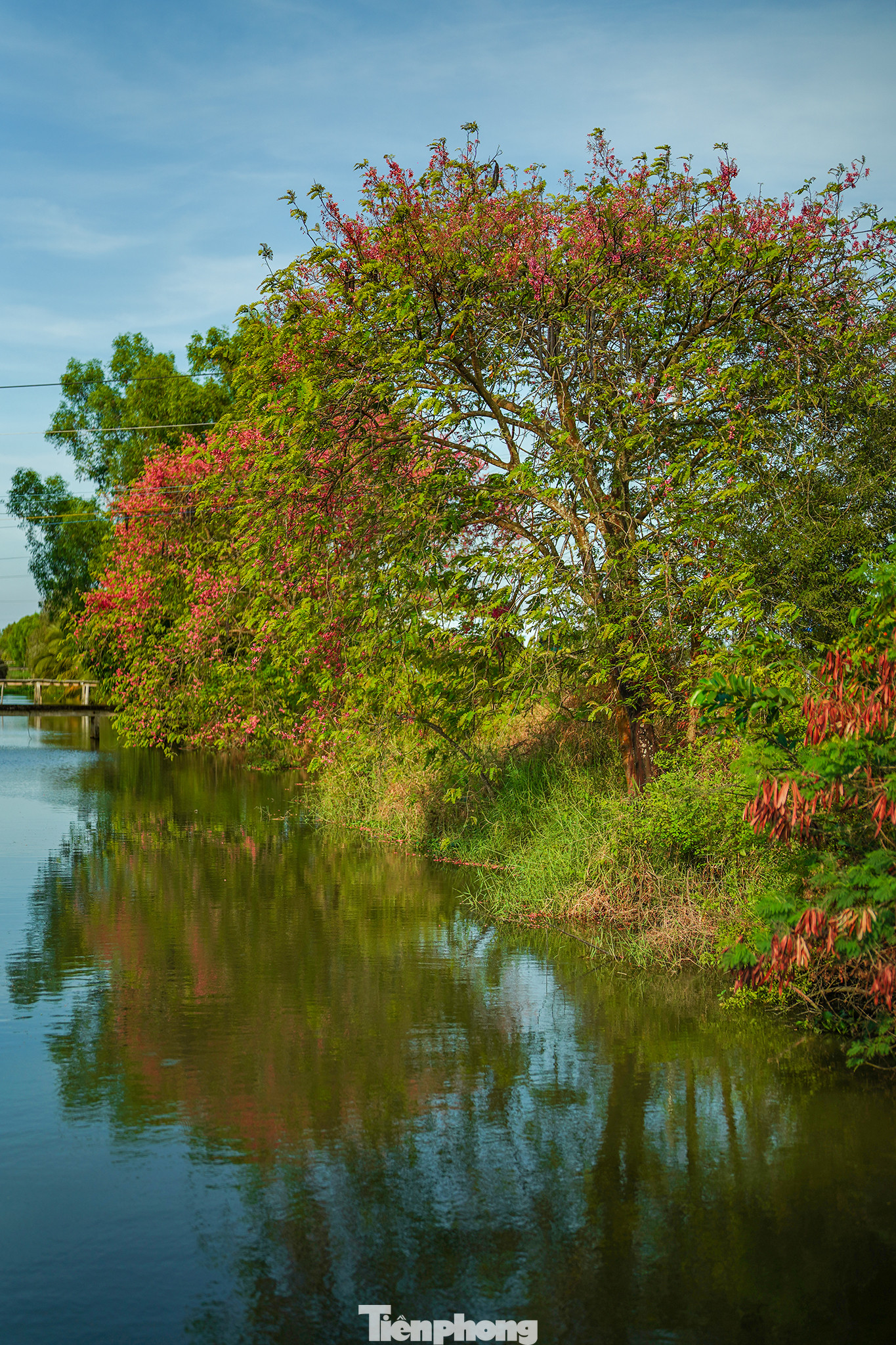 Cây ô môi có thân gỗ, chiều cao trung bình từ 10-20m. Phân cành lớn, mọc ngang thẳng, vỏ thân nhẵn. Lá kép lông chùm với 8-20 đôi, lá phụ dạng thuôn dài cả hai đầu dài 7-12cm rộng 4-8cm có màu xanh và gân rõ.