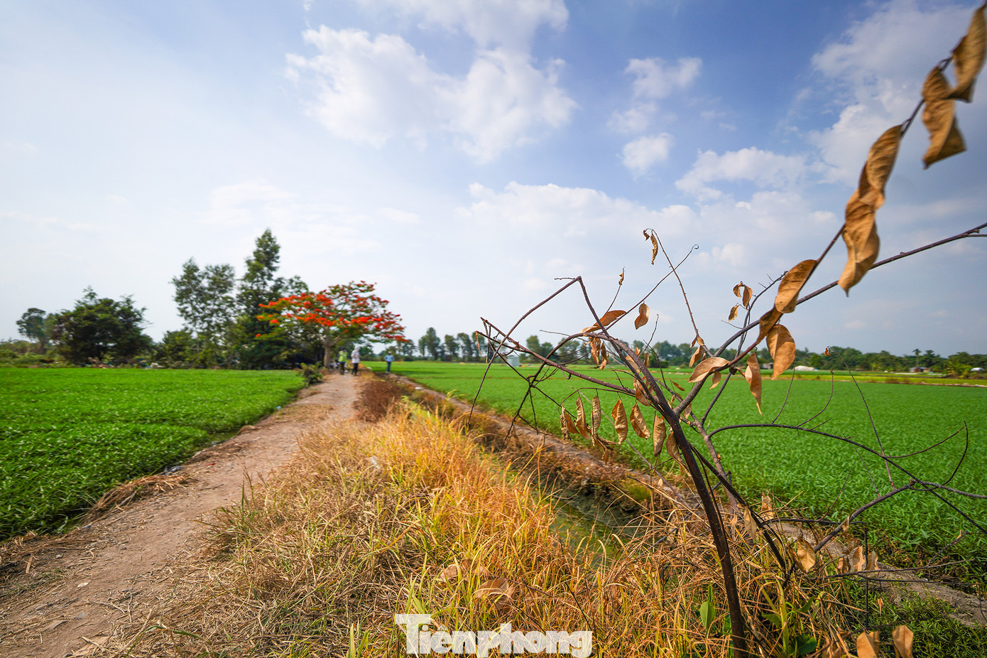 Nhiều bạn trẻ từ tìm đường hoặc thuê xe ôm công nghệ dạng bao trọn ngày để tìm đến cây phượng để chụp ảnh lưu niệm.