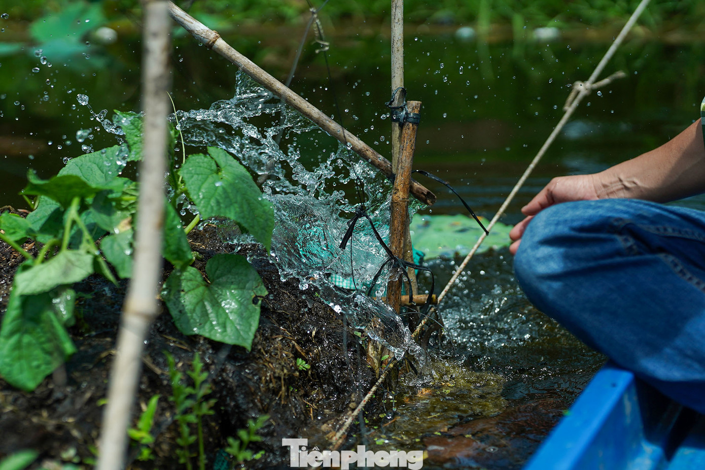 Màu xanh tươi tốt của một giàn mướp phát triển thuận lợi từ môi trường giá thể lục bình. Màu xanh tươi tốt của một giàn mướp phát triển thuận lợi từ môi trường giá thể lục bình.
