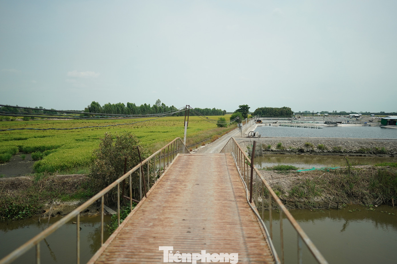 Các công trình kiên cố ngang nhiên xây dựng trên đất lúa mà không được sự chấp thuận của chính quyền. Các công trình kiên cố ngang nhiên xây dựng trên đất lúa mà không được sự chấp thuận của chính quyền.