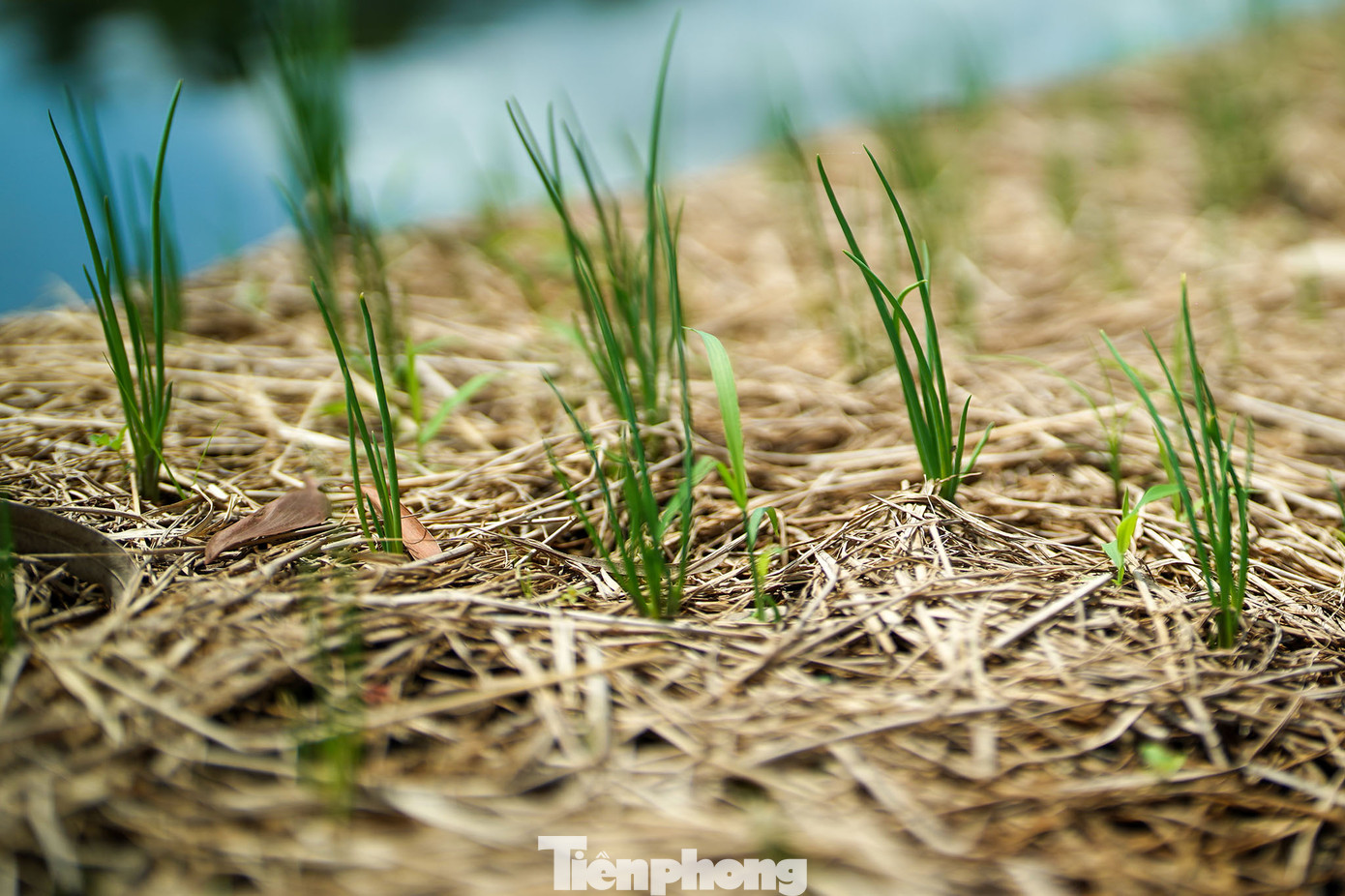 Hành lá là loài không ngậm nước nên anh Đắc mất khá lâu cho việc trồng hành lá trên mặt nước. Hành lá là loài không ngậm nước nên anh Đắc mất khá lâu cho việc trồng hành lá trên mặt nước.