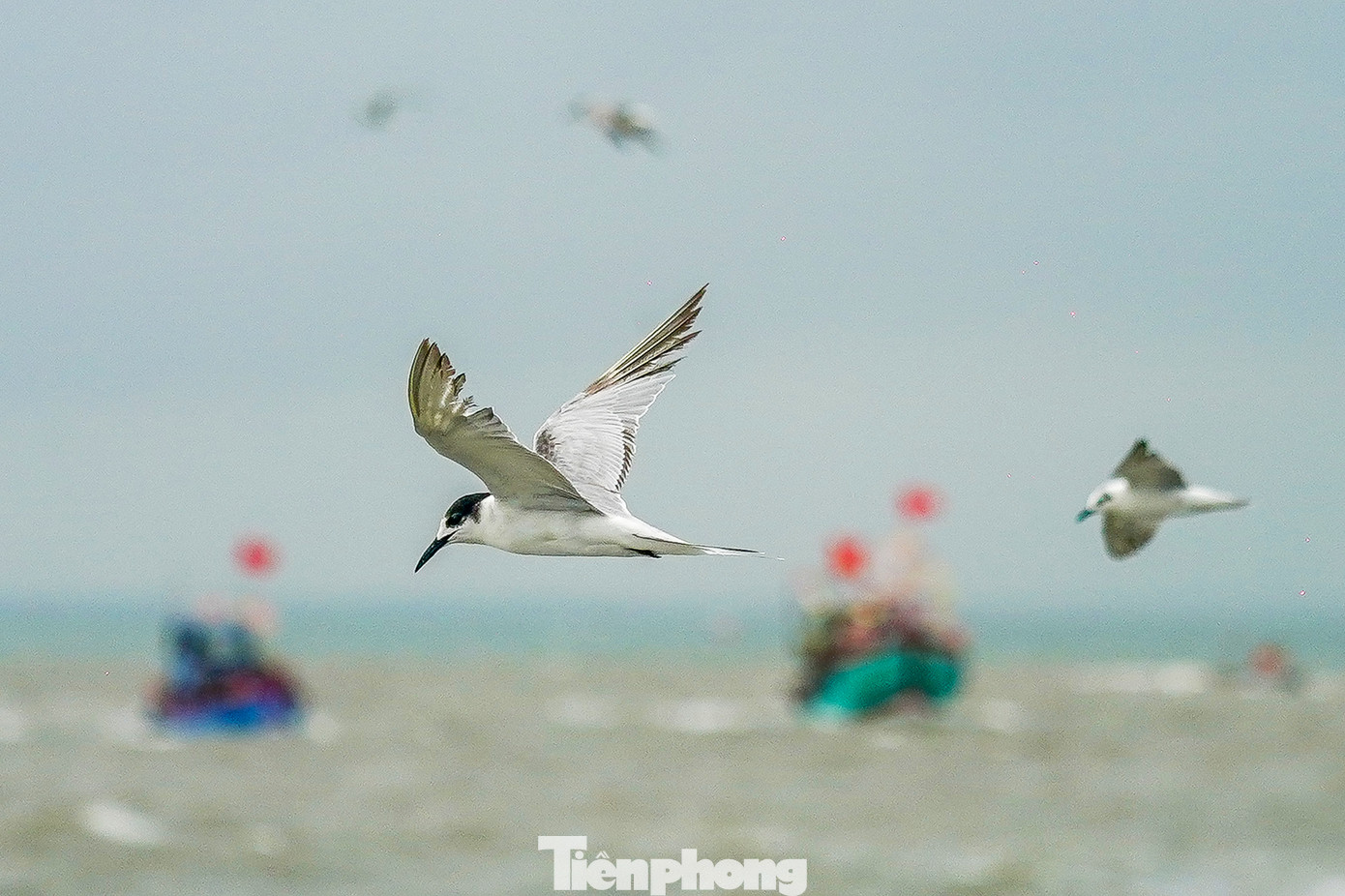 Nhiều ngư dân phấn khởi khi thấy đàn nhạn biển chao liệng quanh ghe nghinh và đây được cho là điềm lành đối với ngư dân. "Không biết vô tình hay hữu ý, thường theo sau ghe nghinh là những đàn cá nhỏ, và những chú nhạn này sẽ lao xuống nước bắt mồi như một kiểu lấy lộc biển", vị tài công ghe Nghinh Ông chia sẻ.