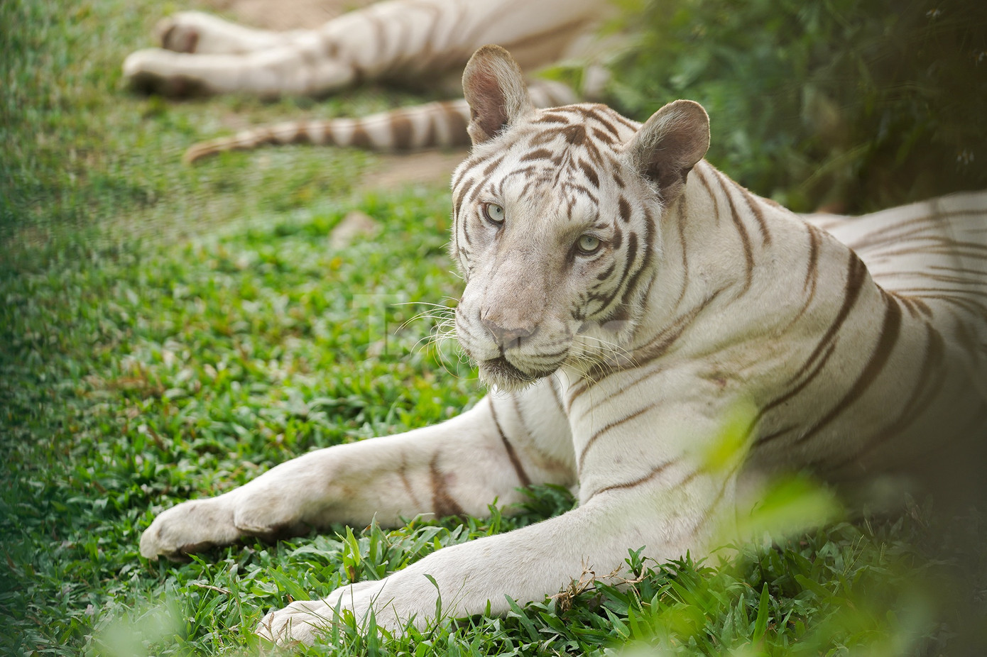 Hổ trắng tại vườn thú Mỹ Quỳnh.