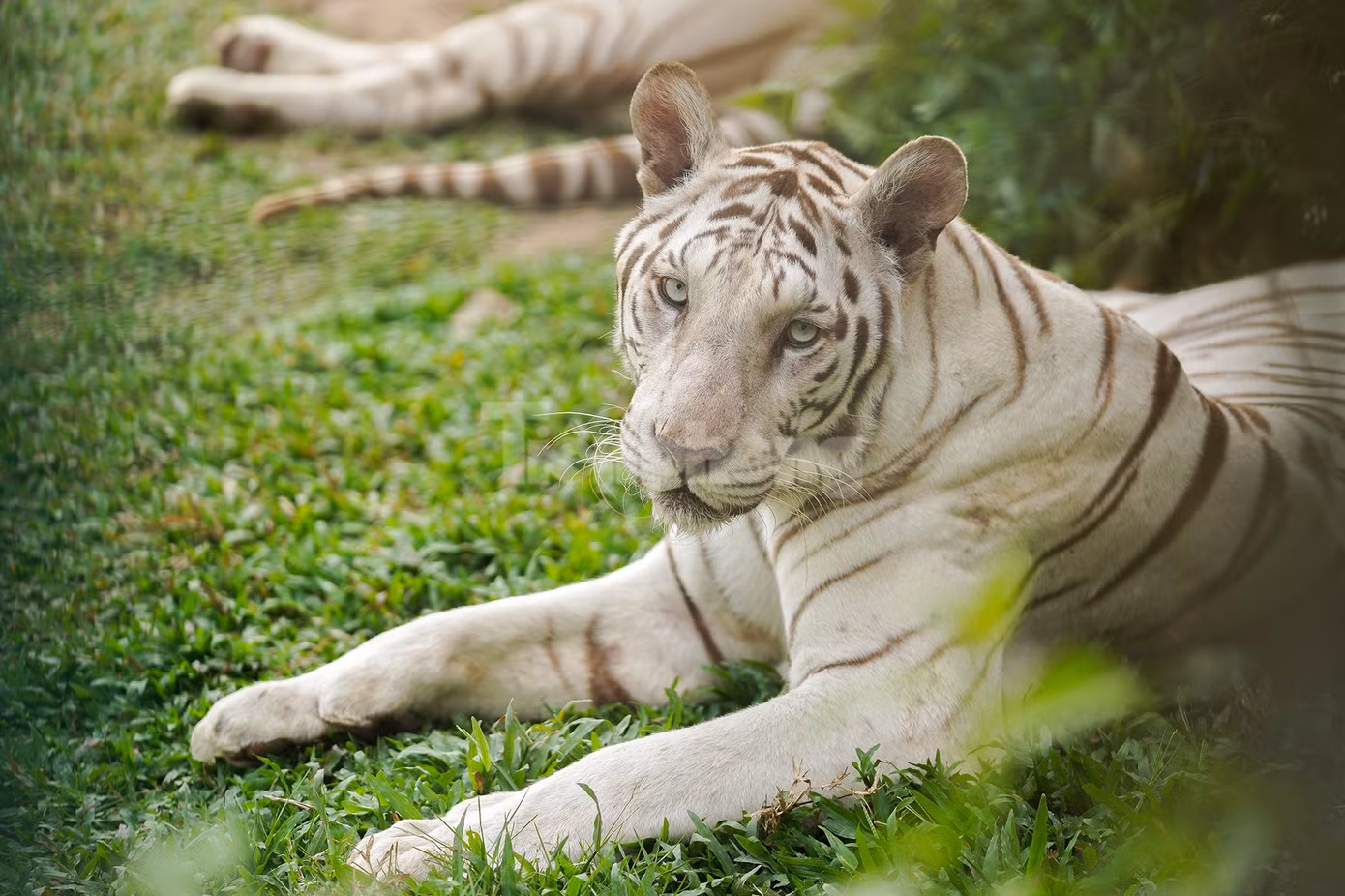 Hổ trắng tại vườn thú Mỹ Quỳnh.