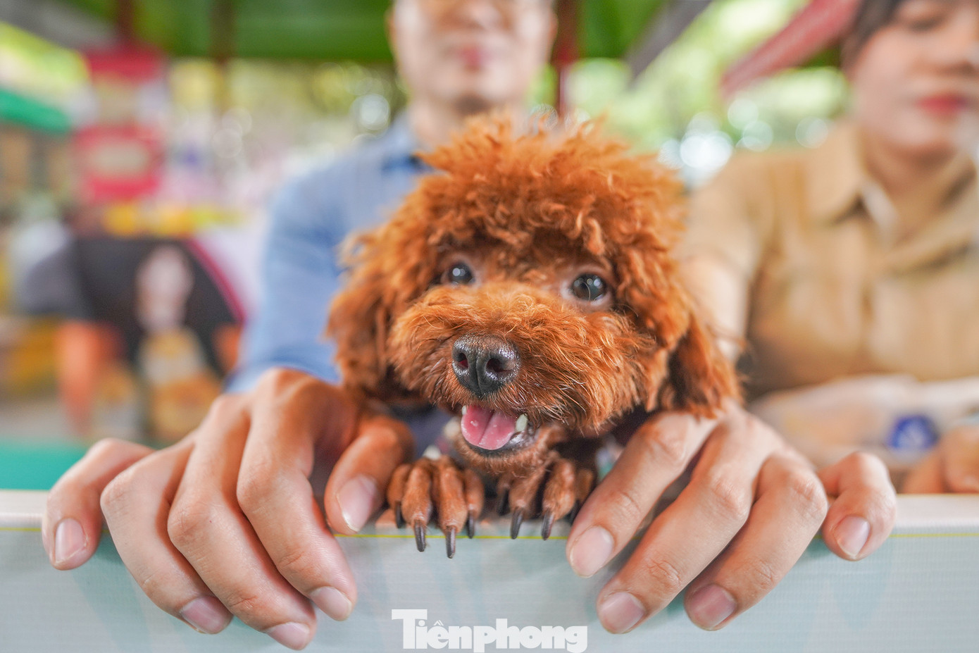 Bé Đà 1,5 tuổi ngoan ngoãn ngồi trong lòng "ba mẹ", theo dõi phần thi các bạn và chờ đến lượt.