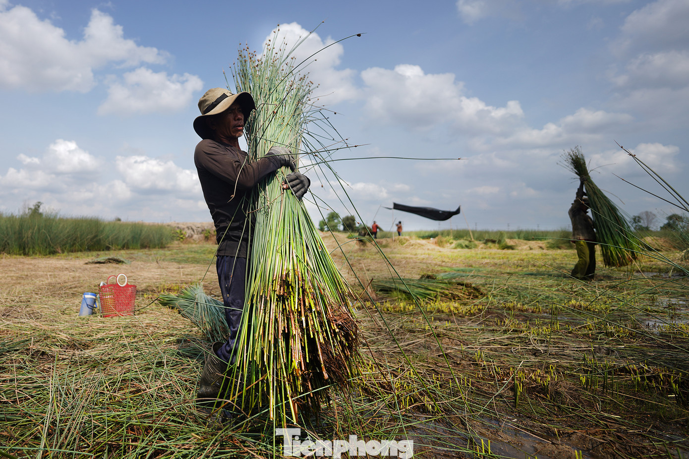 Bàng là loại cây dễ trồng, không cần chăm sóc nhiều, chỉ cần nhổ cỏ, bón phân, giữ nước cánh đồng ở chân bàng ổn định. Sau 5 tháng trồng, người dân bắt đầu thu hoạch. Sau đó, nông dân thường giữ lại gốc bàng và tiếp tục chăm sóc khoảng 3 tháng thì có thể tiếp tục bán cho thương lái.