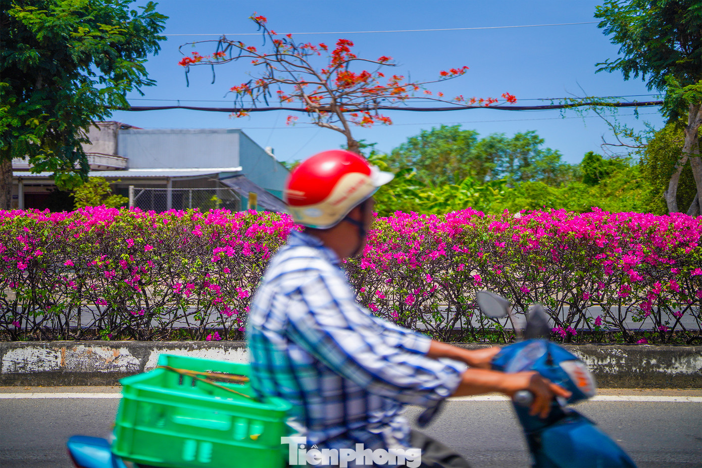 Những loài hoa nhiệt đới như giấy, phượng... đua nhau khoe sắc dọc tuyến đường trung tâm huyện Cần Giờ.
