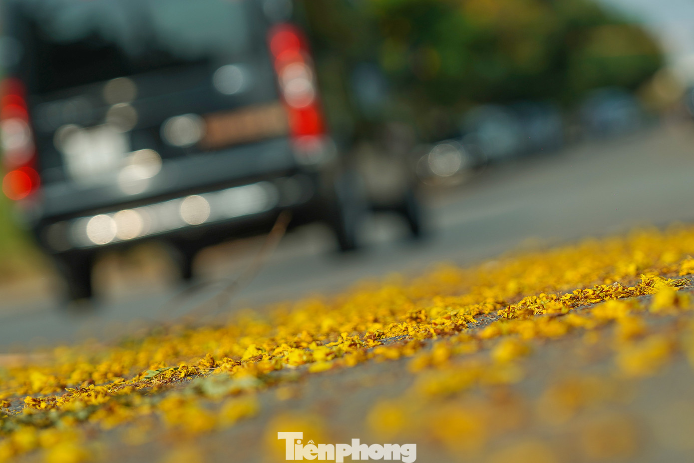 &quot;Với riêng tôi, điệp vàng là loài hoa dễ gợi nhớ.Ở đó, tôi có những câu chuyện mà giờ đây, có lúc phải tựa nương vào đó mà vượt qua những mệt mỏi của cuộc sống. Ở đó, món quà không hao khuyết với thời gian là nụ cười, như không hề vướng bận âu lo, không hề làm mất đi niềm tin, lòng tốt hay bất cứ một điều gì nhỏ bé mà thiêng liêng khác&quot;, anh Lê Khiết Tâm, một người đam mê văn thơ, mất việc sau mùa dịch, giờ phải đi làm tài xế chia sẻ.