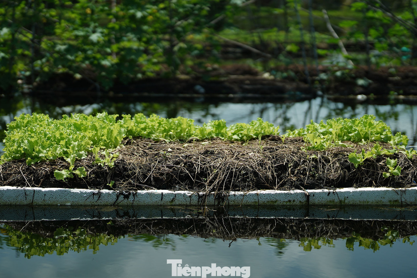Có thời điểm hết chai nhựa thải, ông Đắc dùng các hộp mút xốp làm bè nổi. Có thời điểm hết chai nhựa thải, ông Đắc dùng các hộp mút xốp làm bè nổi.