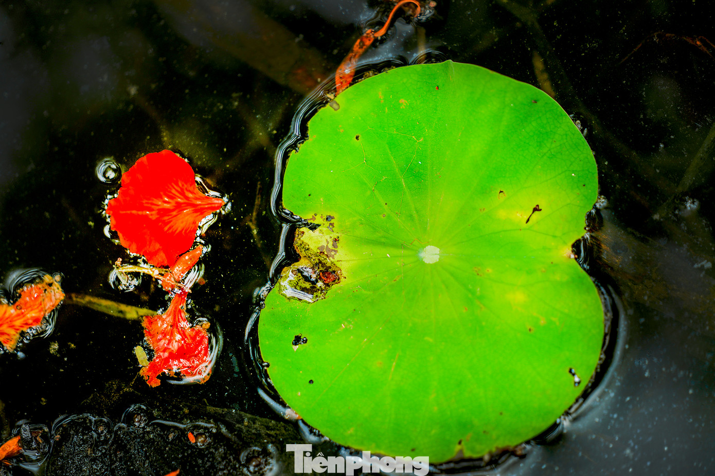 Mùa khô, nhiều cây cỏ héo úa nhưng với loài chịu nhiệt như phượng thì khác, sắc phượng vẫn rực rỡ lẫn vào những tán lá sen vàng úa...