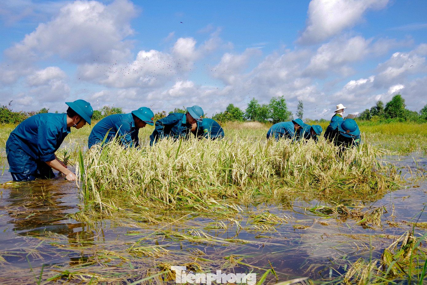 Do bị ngập úng trong nhiều ngày nên hạt lúa đã nảy mầm trong nước. Dù thời tiết khá oi bức nhưng bộ đội, dân quân vẫn nhiệt tình làm việc xuyên trưa. Ảnh: Biện Cường