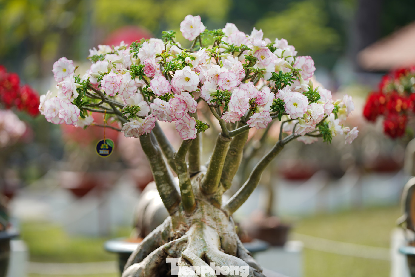 Giống sứ Quỳnh Chi độc lạ hơn với viền đỏ quanh cánh trắng. Giống sứ Quỳnh Chi độc lạ hơn với viền đỏ quanh cánh trắng.